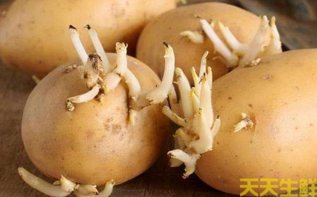 土豆發(fā)芽了還能吃嗎？(圖1)