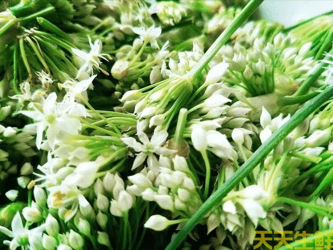 節(jié)日送花選擇蔬菜花，經(jīng)濟實惠的浪漫(圖4)